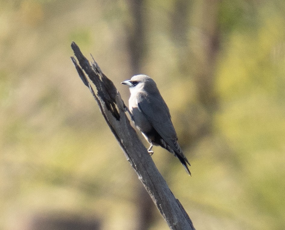 Black-faced Woodswallow - ML592113051