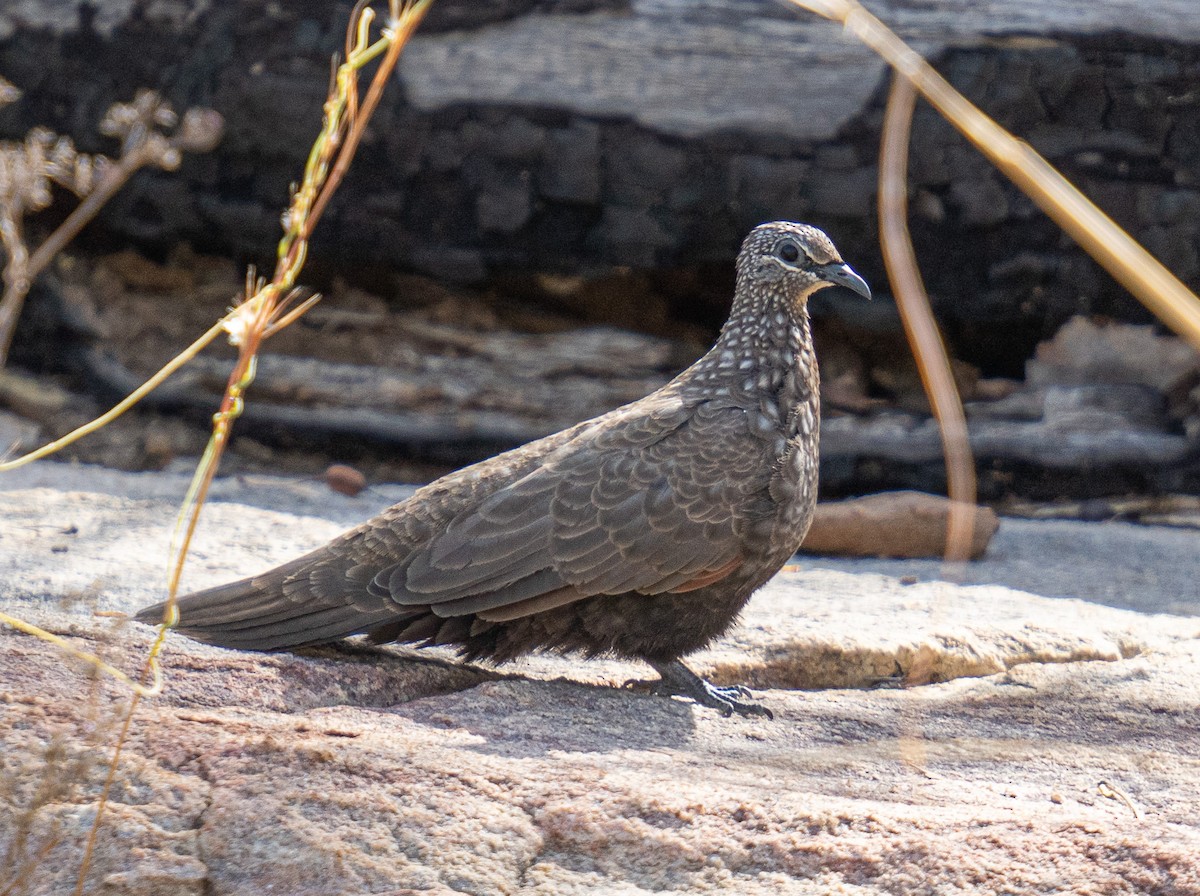 Chestnut-quilled Rock-Pigeon - ML592113061