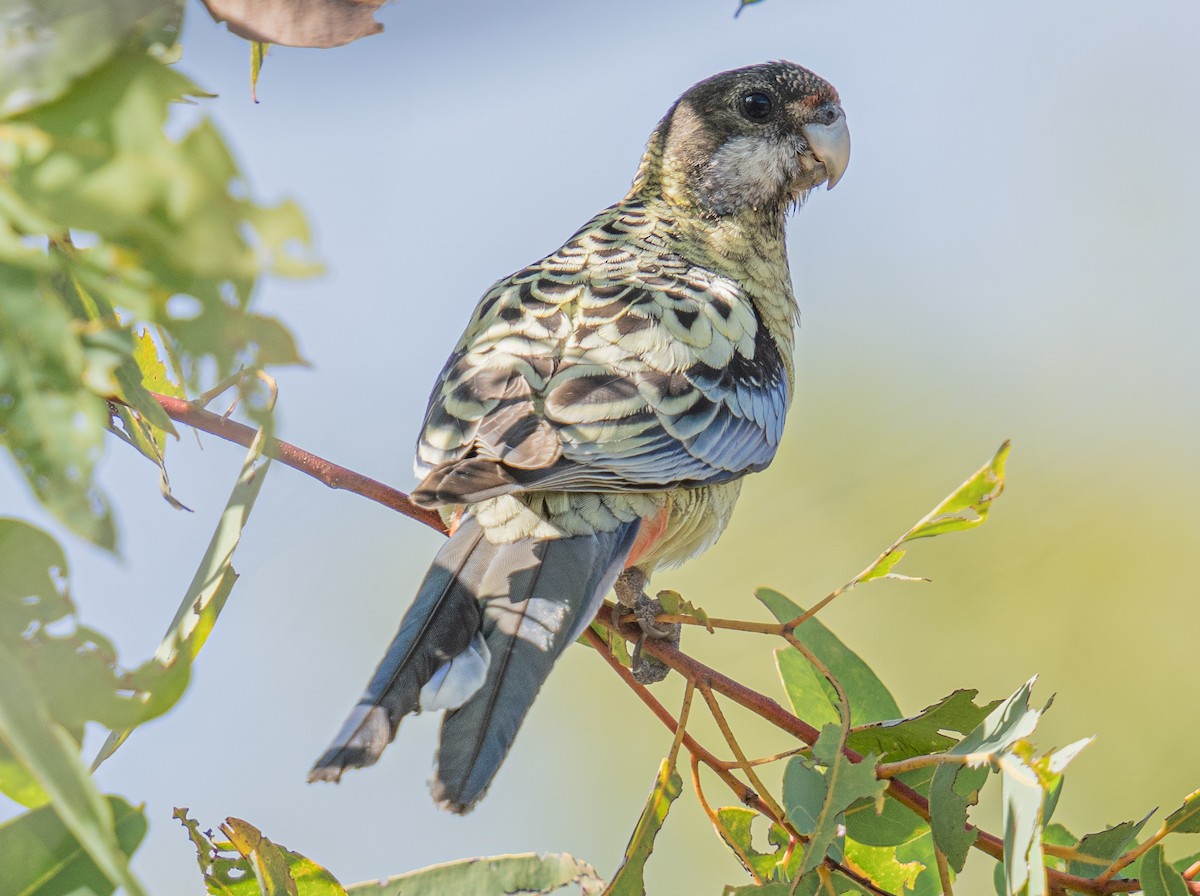Northern Rosella - ML592113091