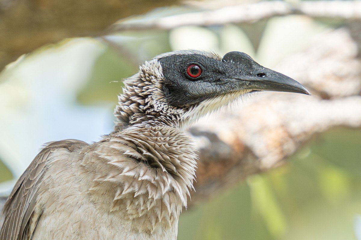 Silver-crowned Friarbird - ML592113101