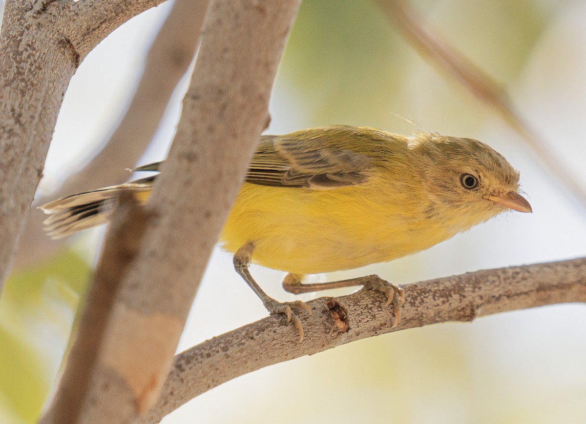 Weebill - ML592113151