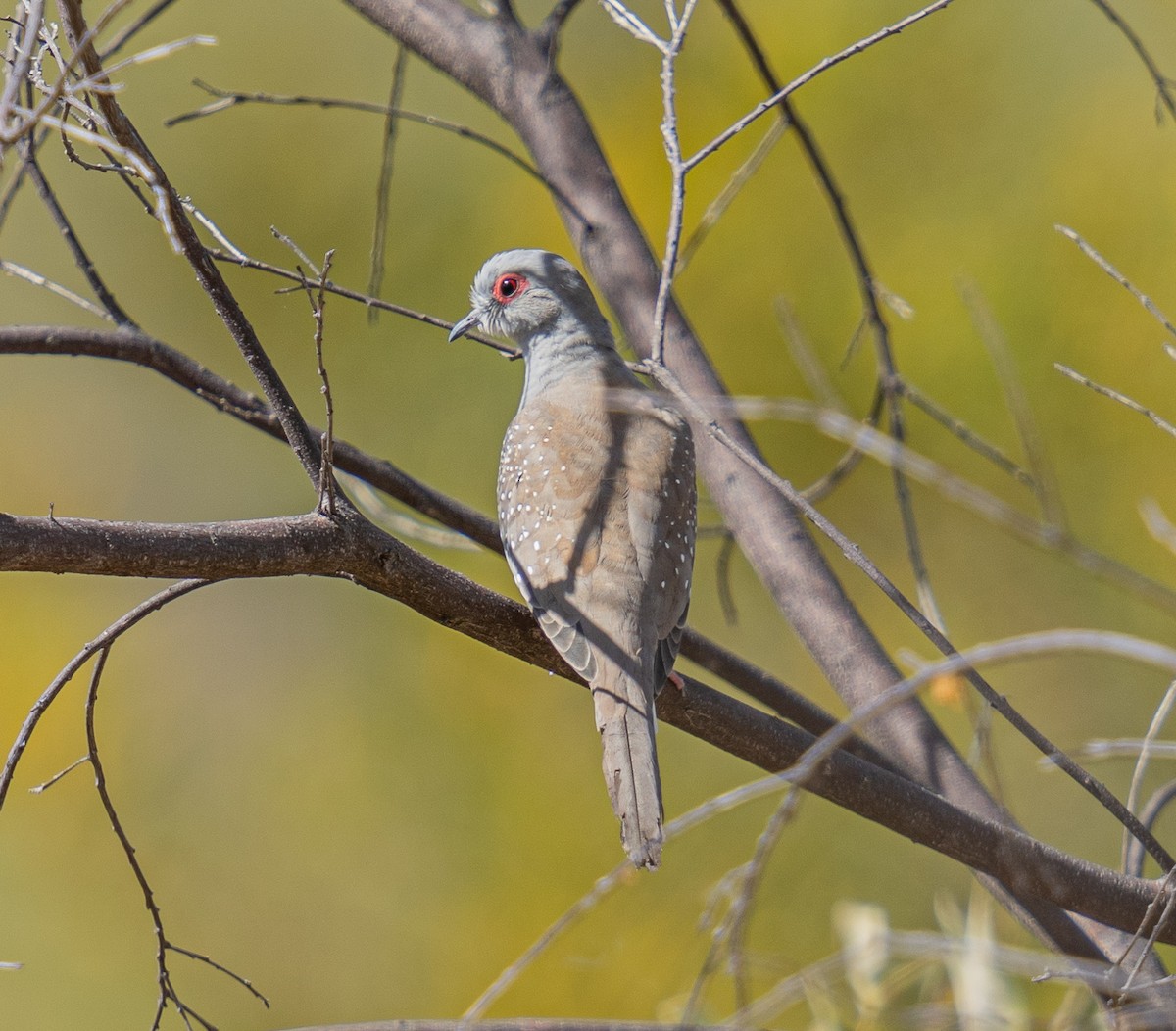 Diamond Dove - ML592113201