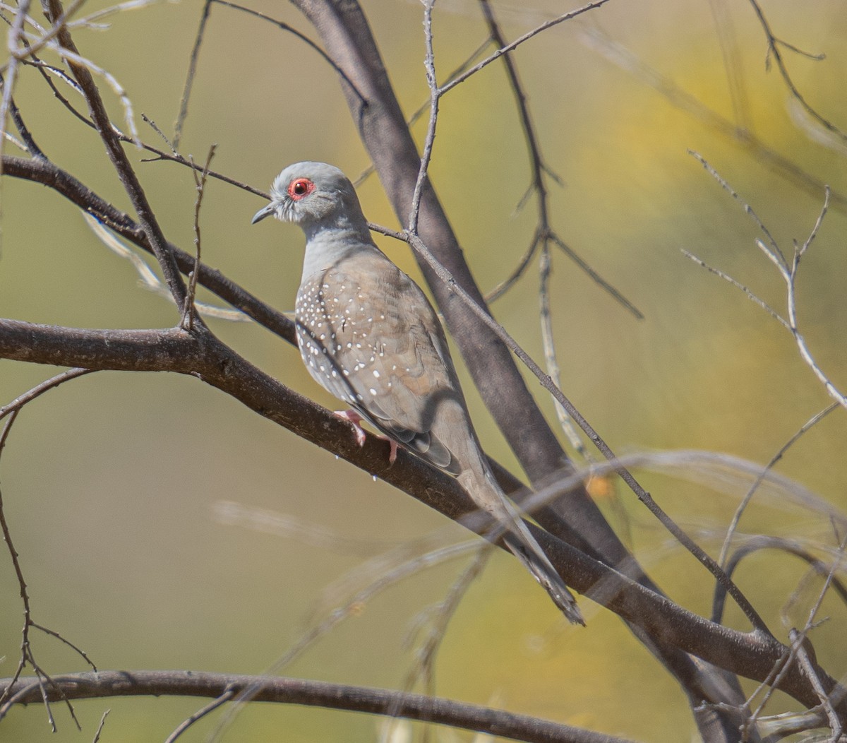 Diamond Dove - ML592113211