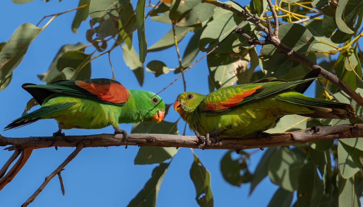 Red-winged Parrot - ML592113751