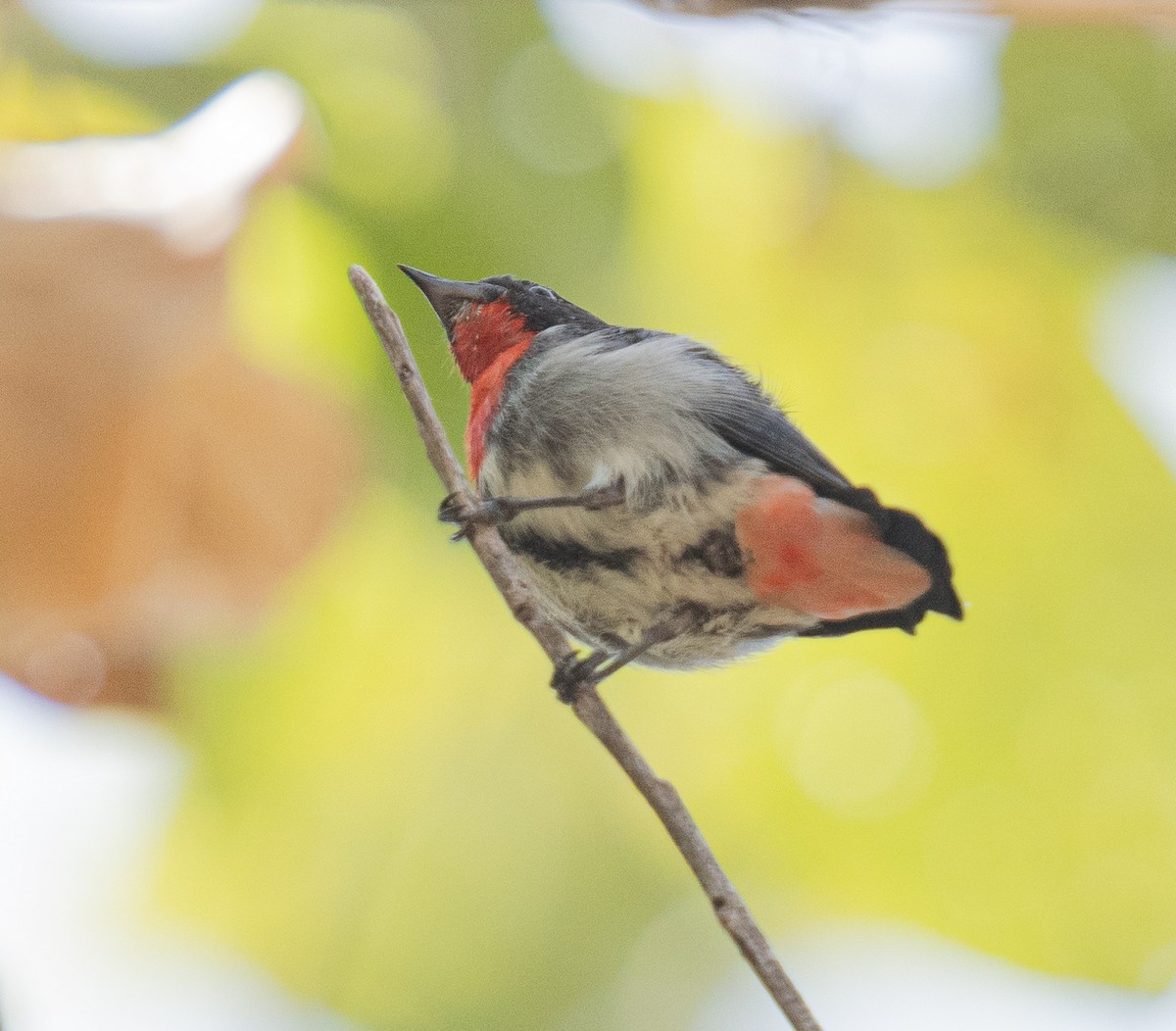 Mistletoebird - ML592114101