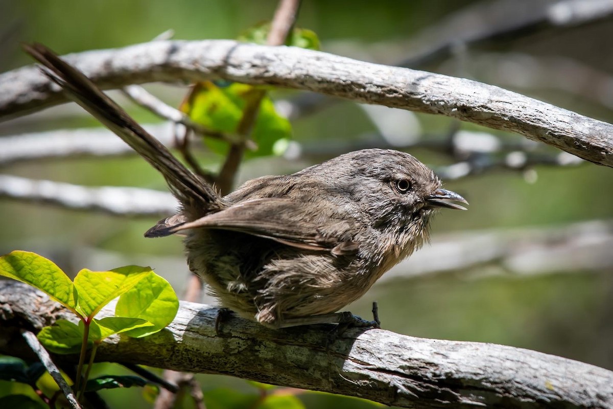 Wrentit - ML592114251