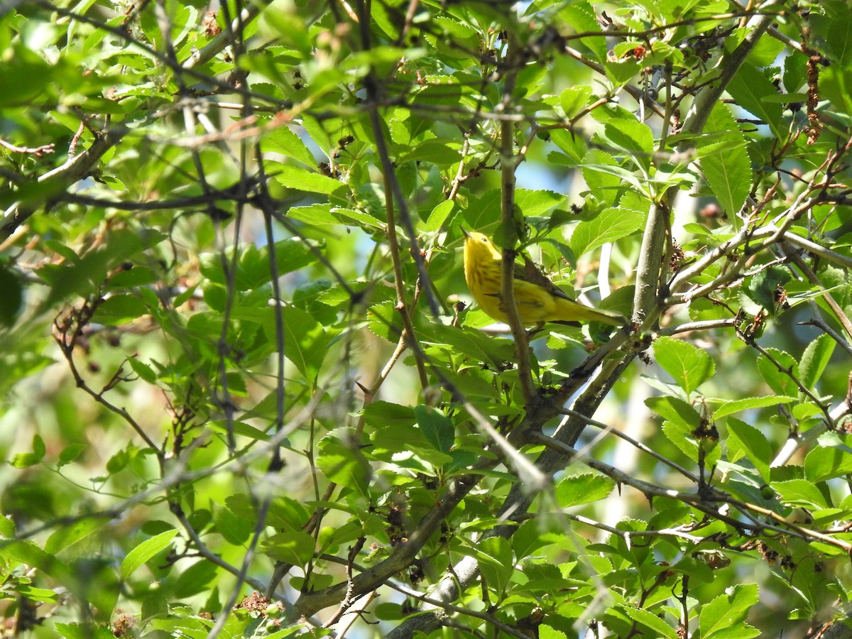 Yellow Warbler - ML592115011