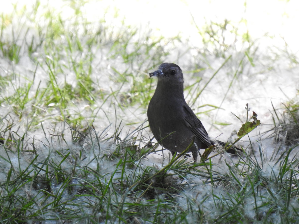 Gray Catbird - ML592115341