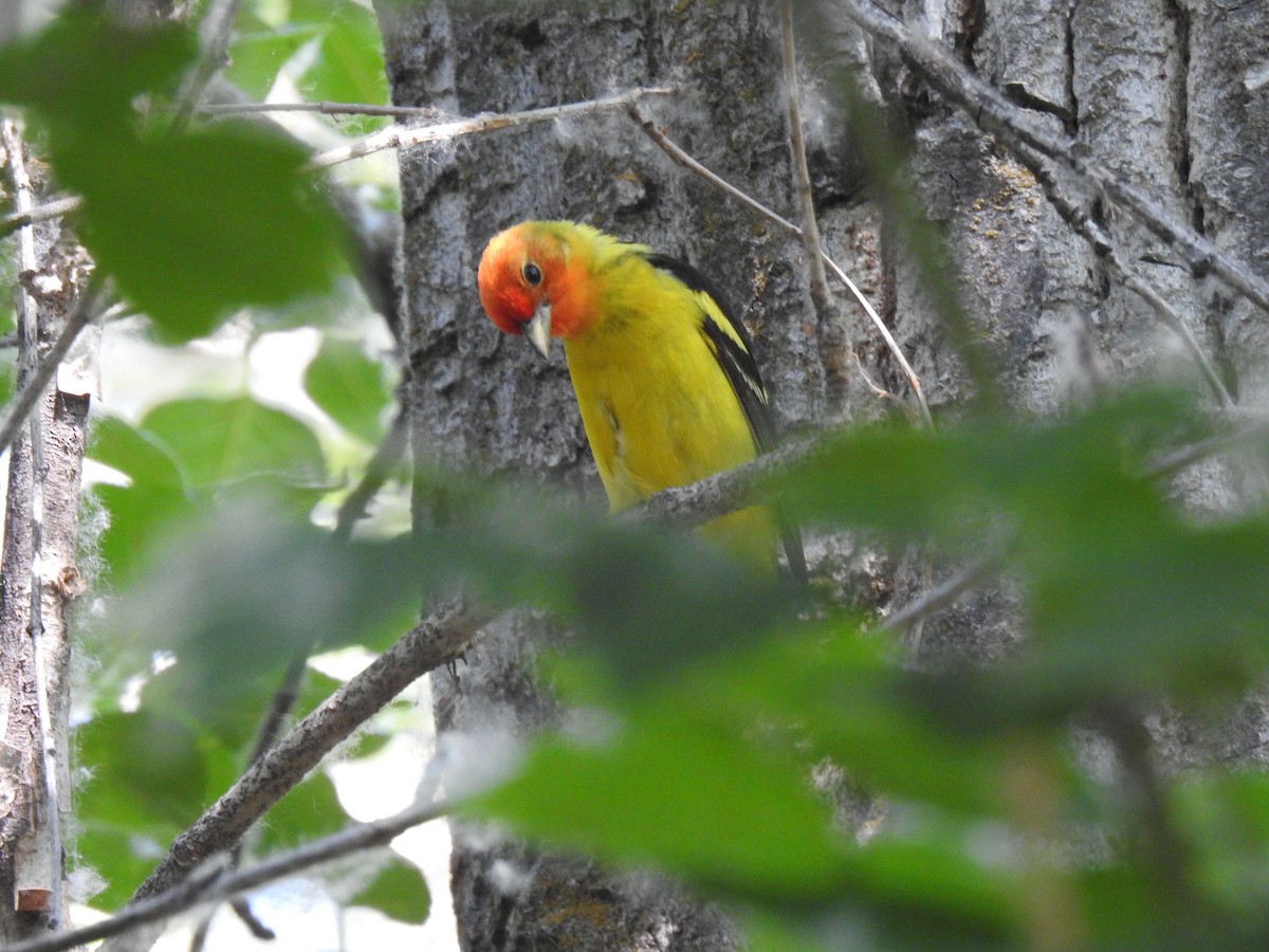 Western Tanager - ML592115541