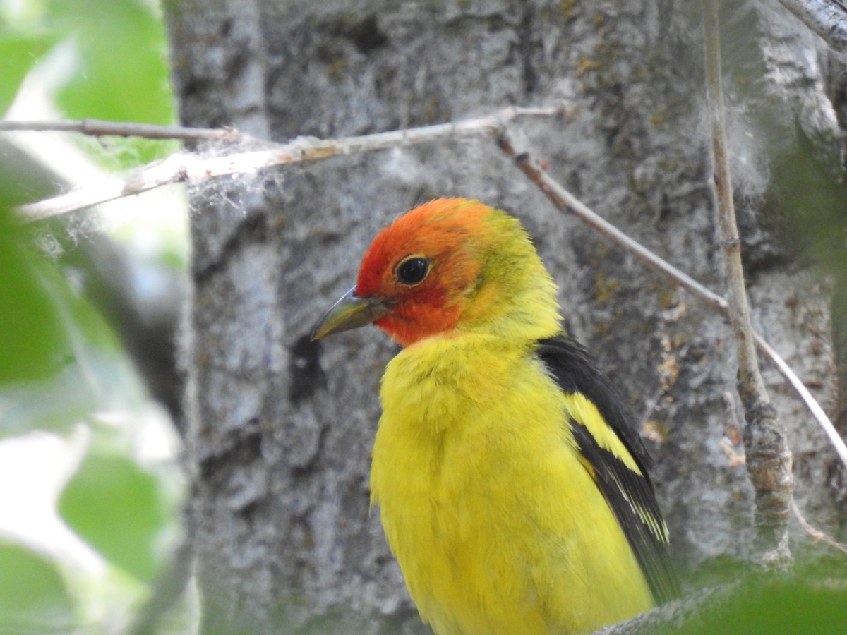 Western Tanager - ML592115551