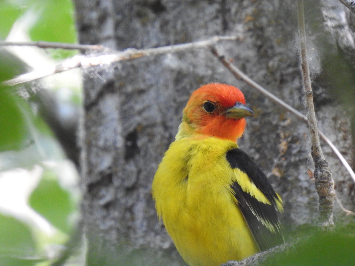 Western Tanager - ML592115561