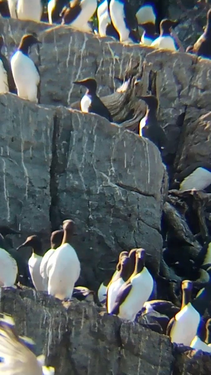 Common Murre - Laurent Pascual-Le Tallec