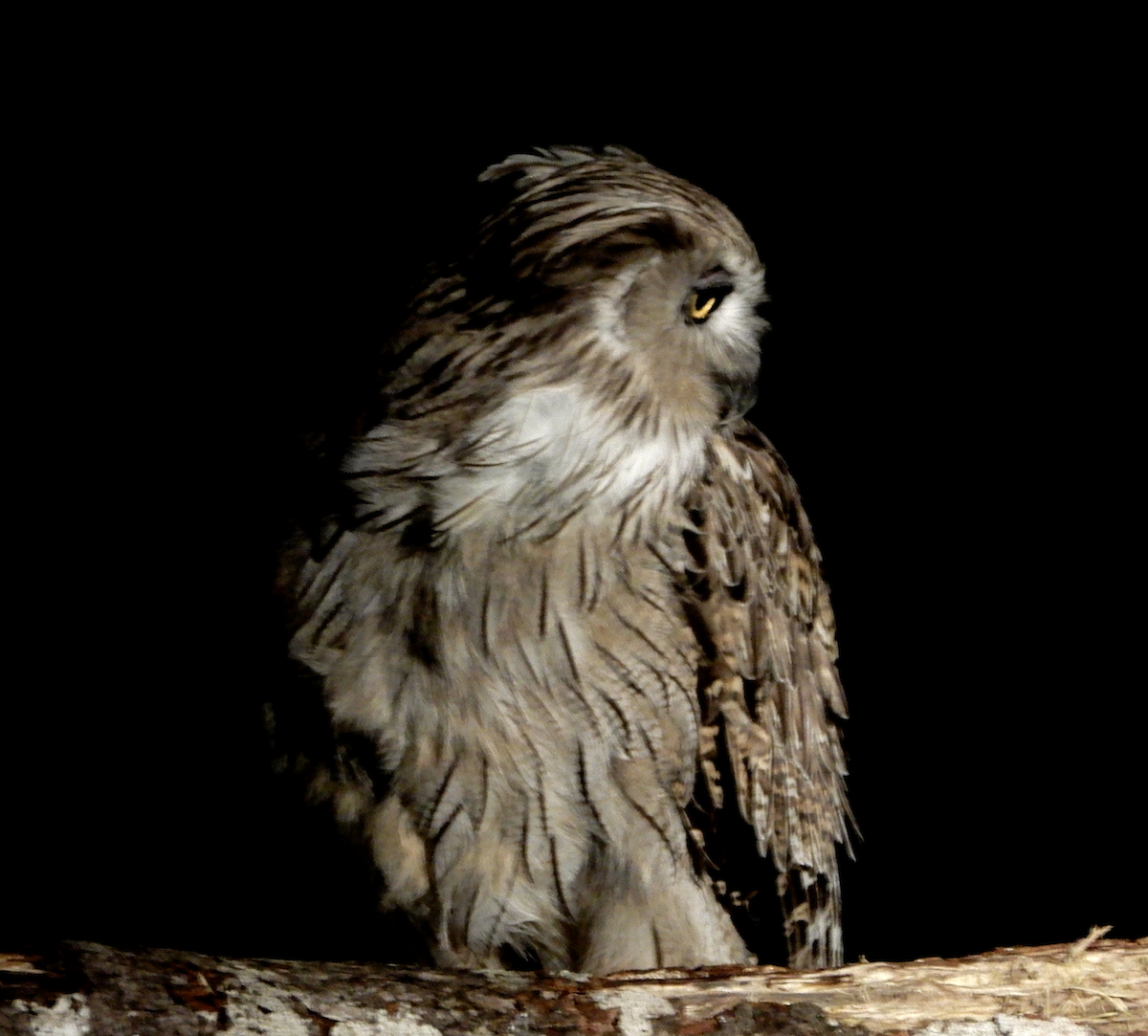 Blakiston's Fish-Owl - ML592116661