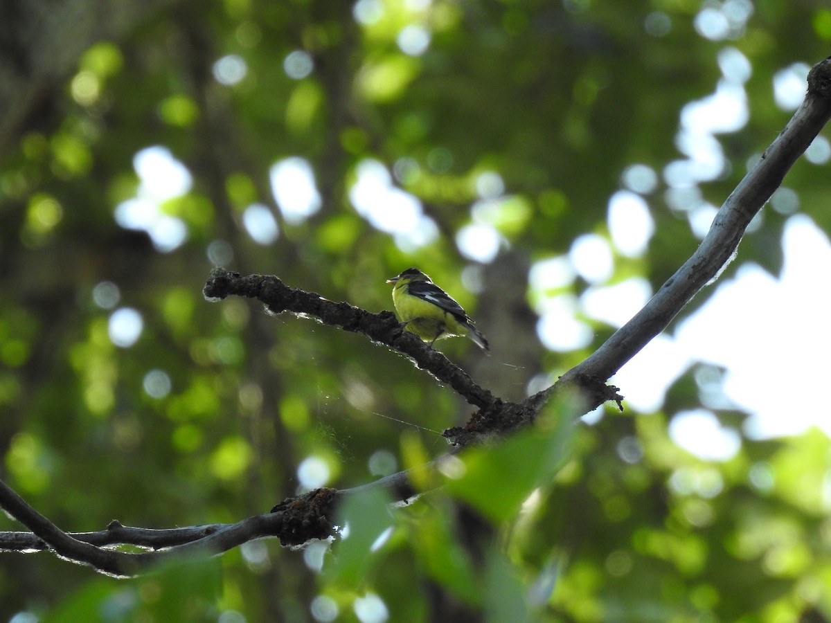 Lesser Goldfinch - ML592116761