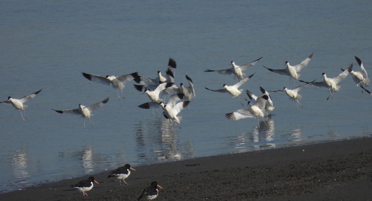 Avoceta Común - ML592117321