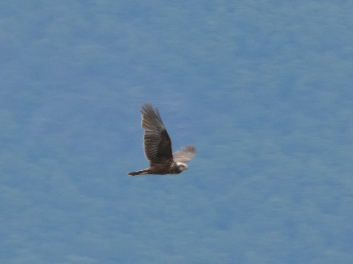 Western Marsh Harrier - ML592117881