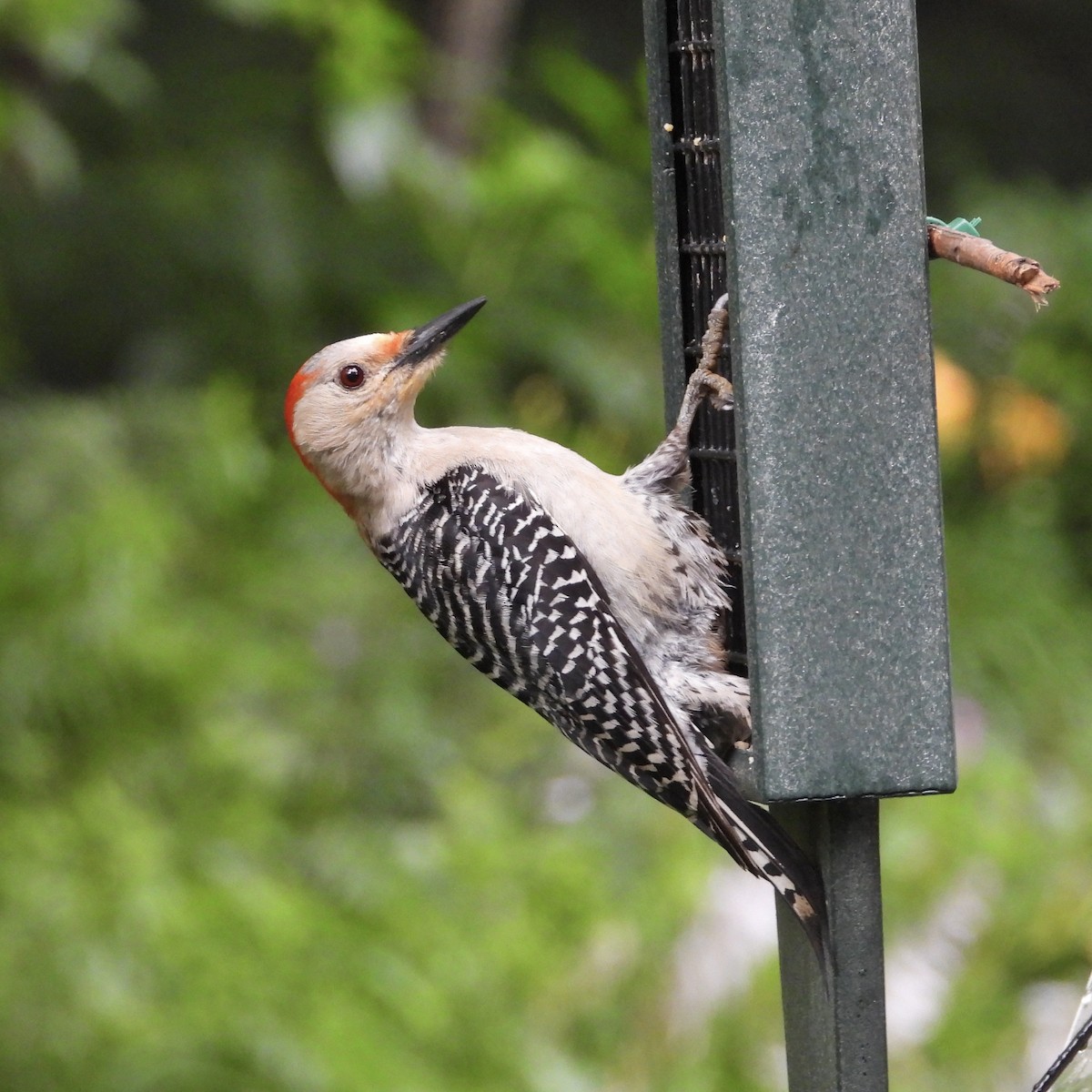 Red-bellied Woodpecker - ML592118901