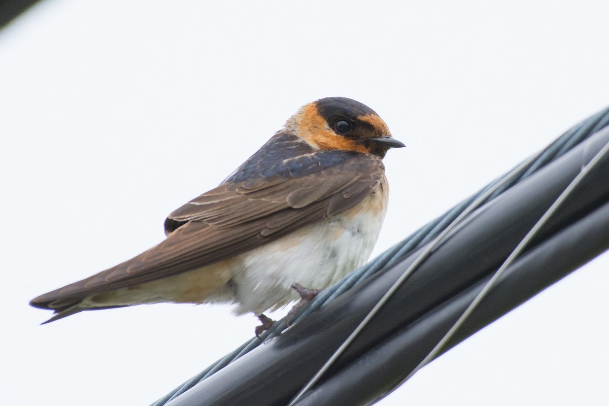 Cave Swallow - ML59211891