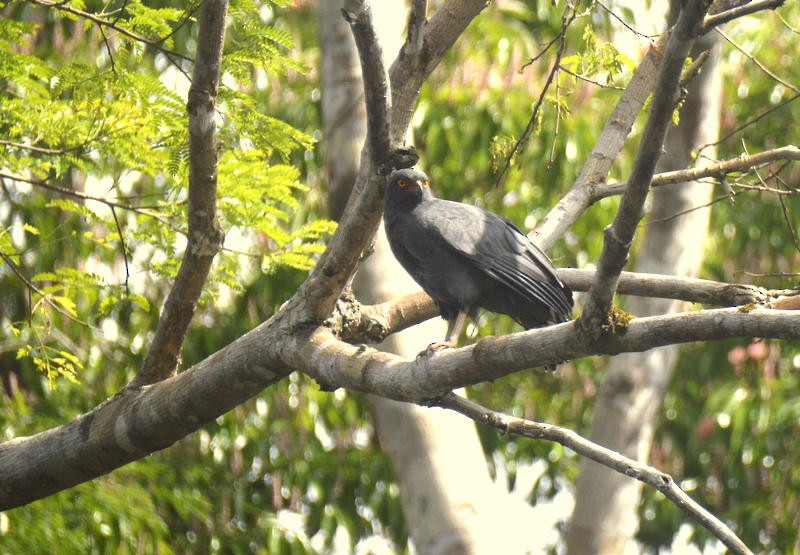 Slate-colored Hawk - Otto Valerio   Amazonas Birding