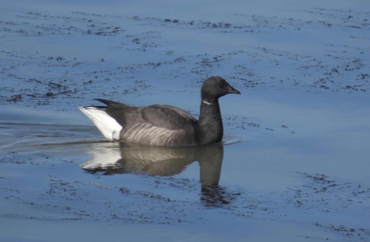 Brant - ML592120011