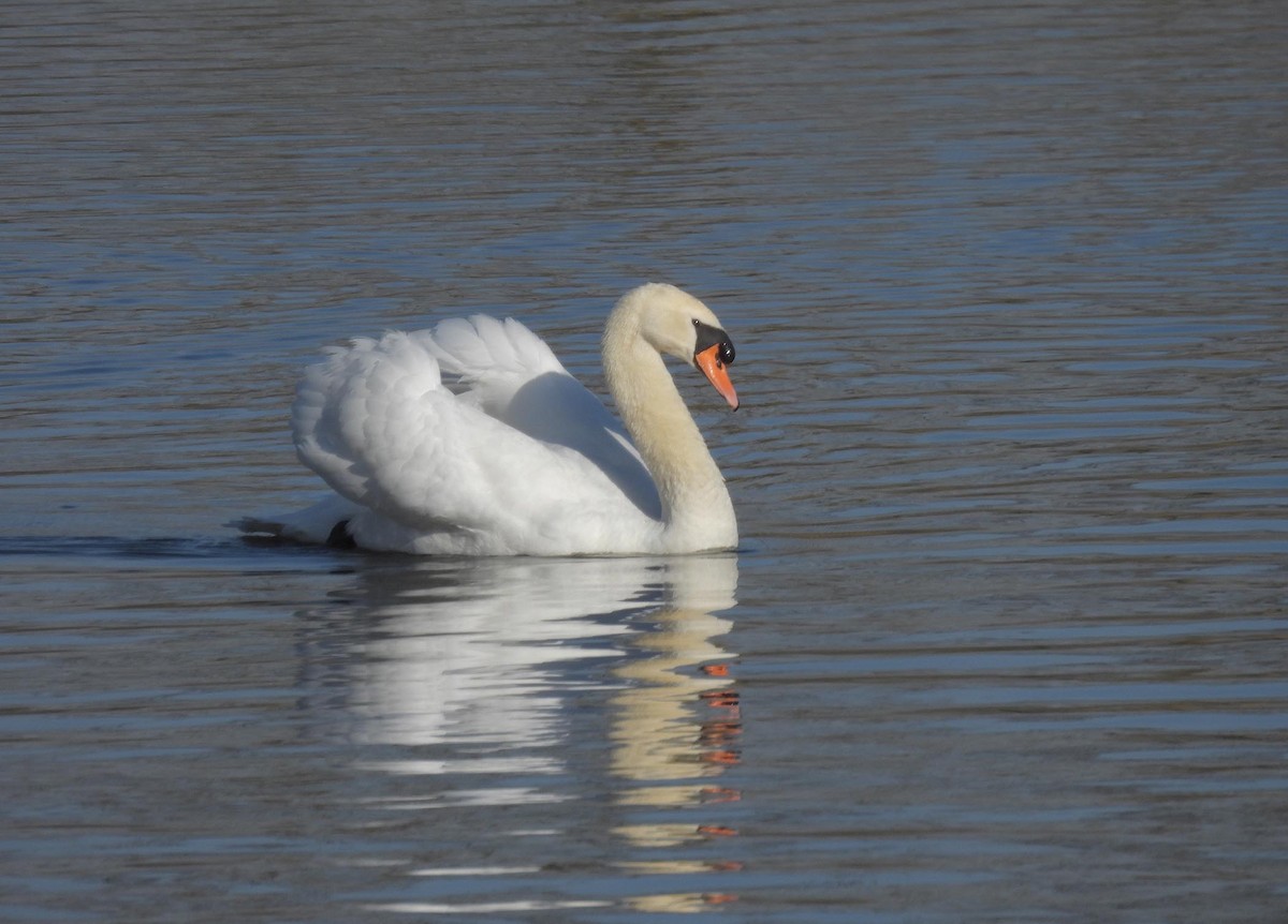 Mute Swan - ML592120361