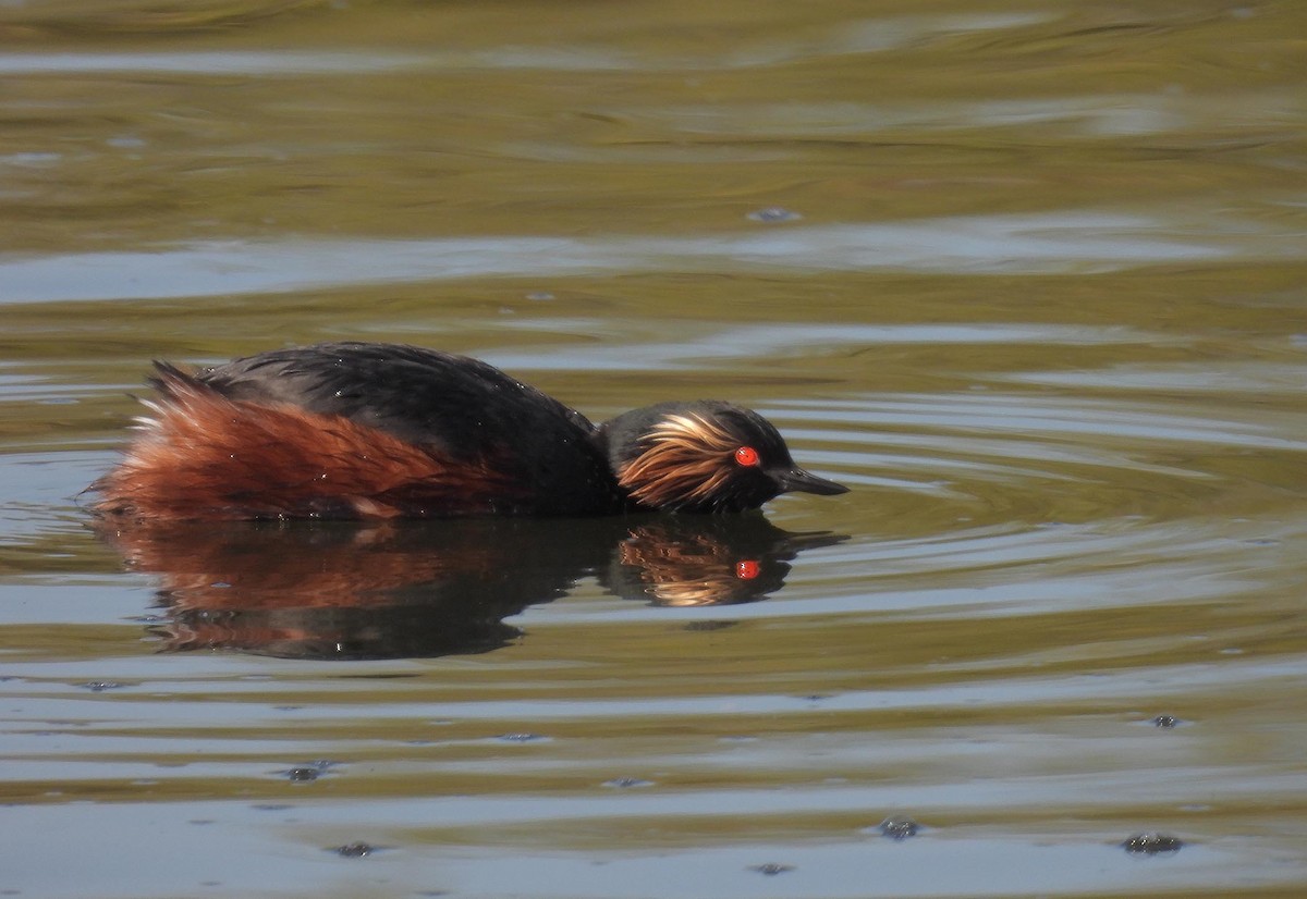 Eared Grebe - ML592120431