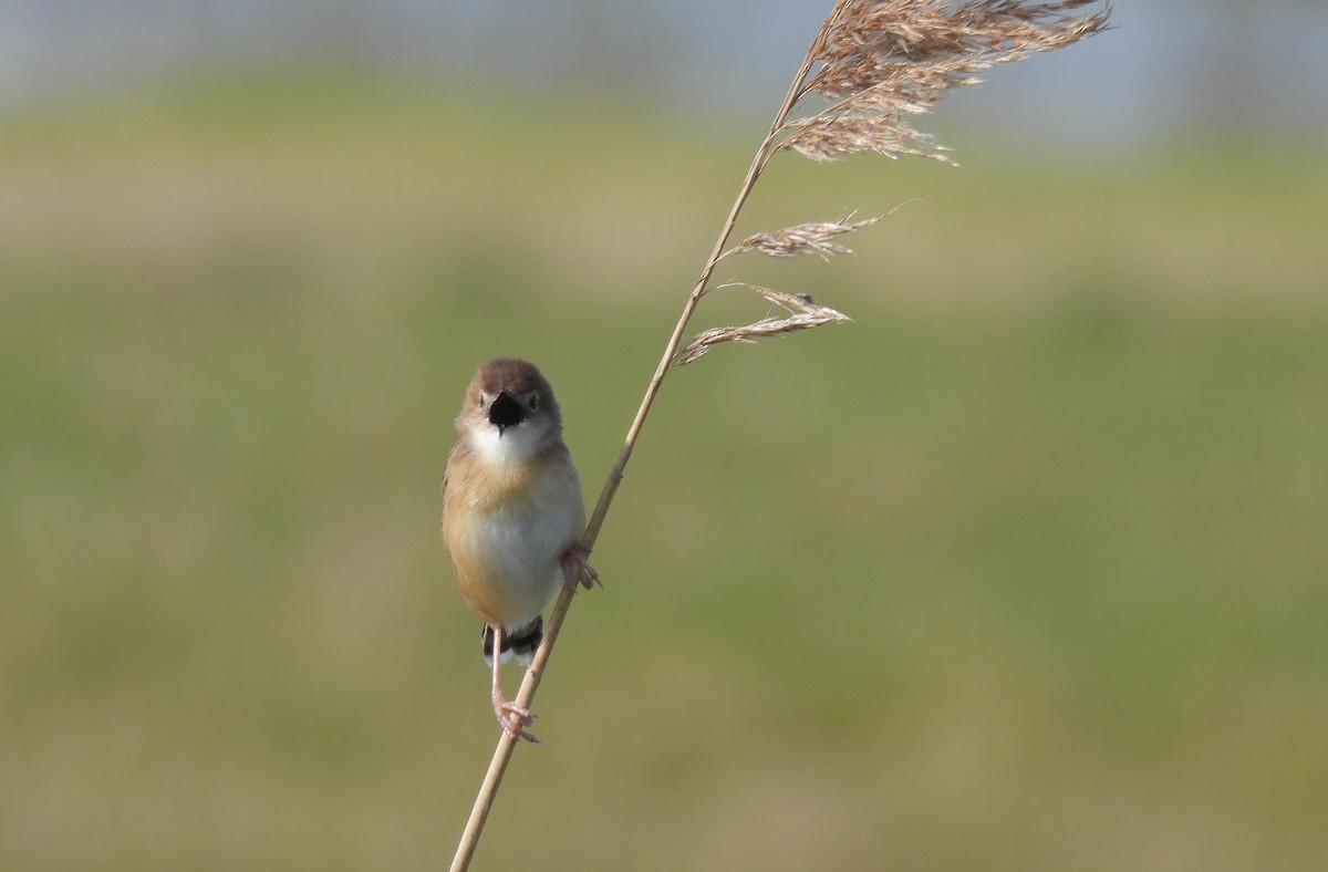 Zitting Cisticola - ML592121701