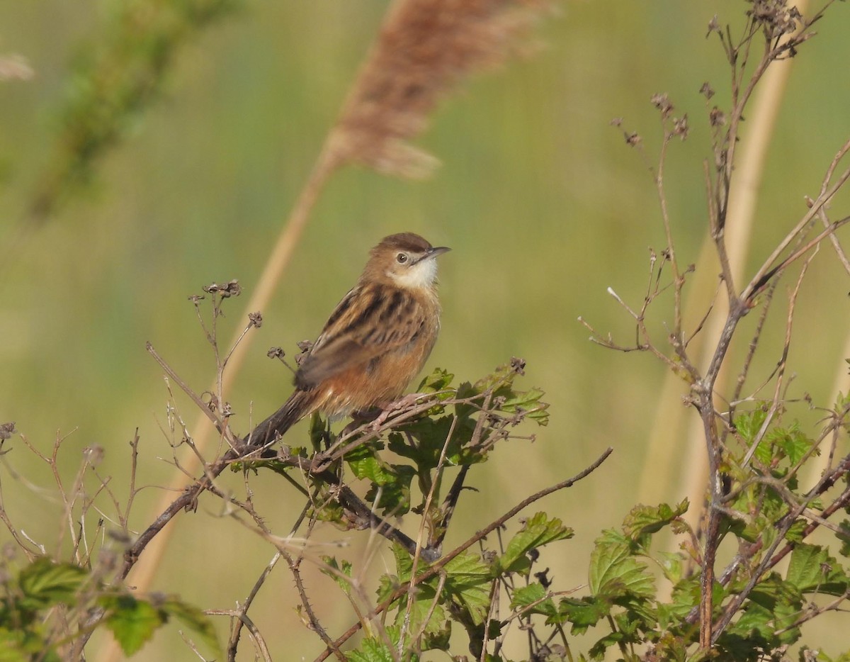 Zitting Cisticola - ML592121711