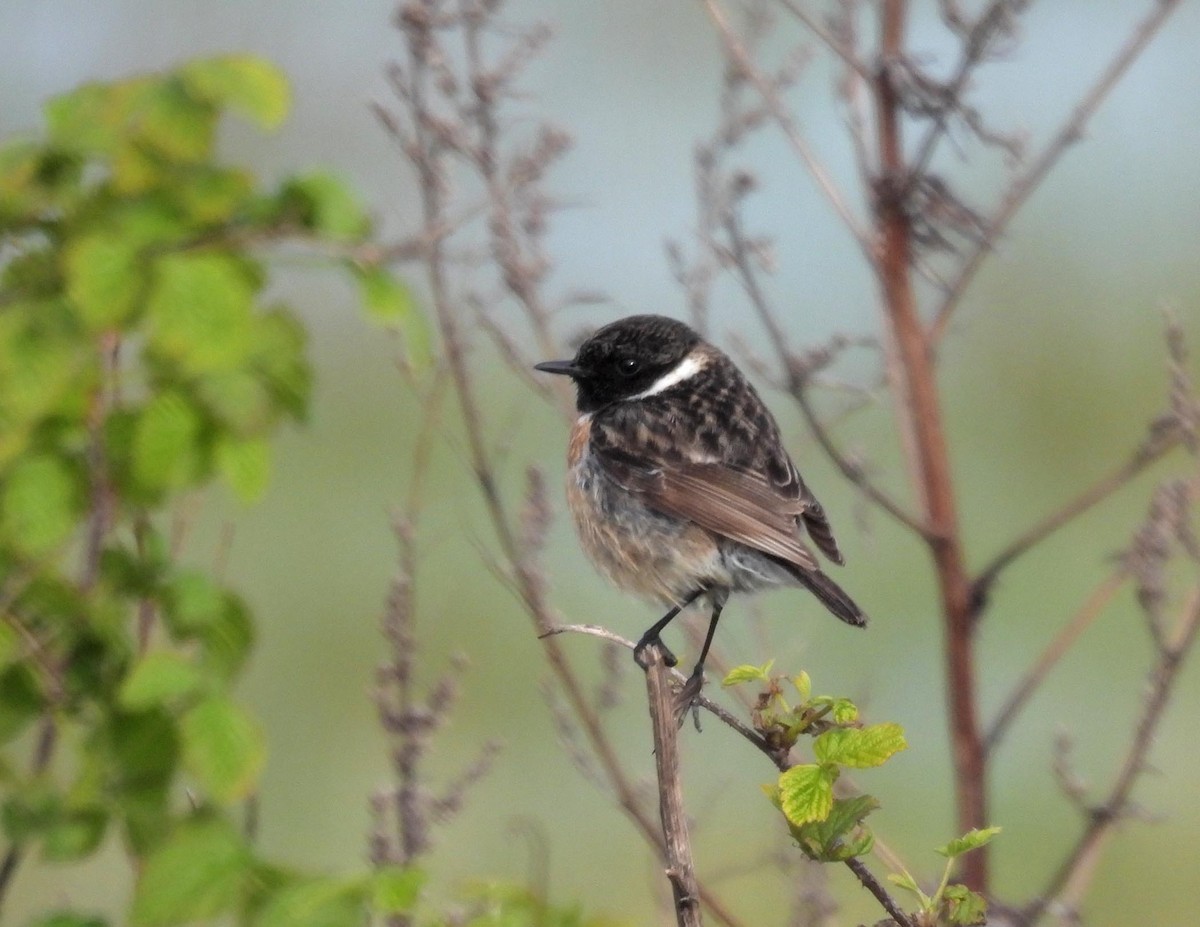 European Stonechat - ML592121841