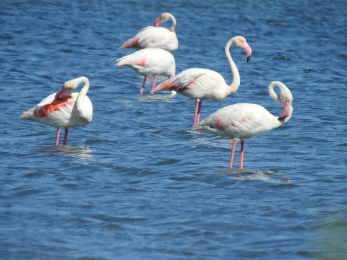 Greater Flamingo - ML592121861