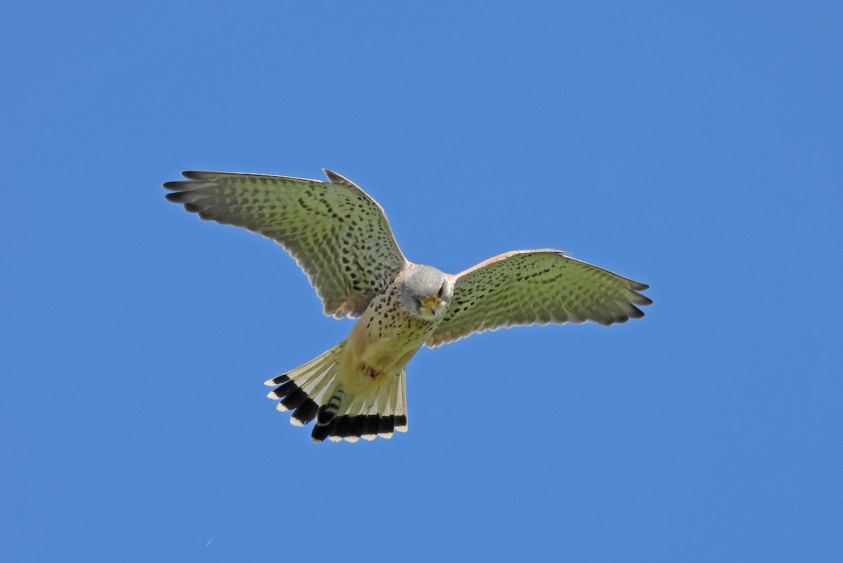 Eurasian Kestrel - ML592121871