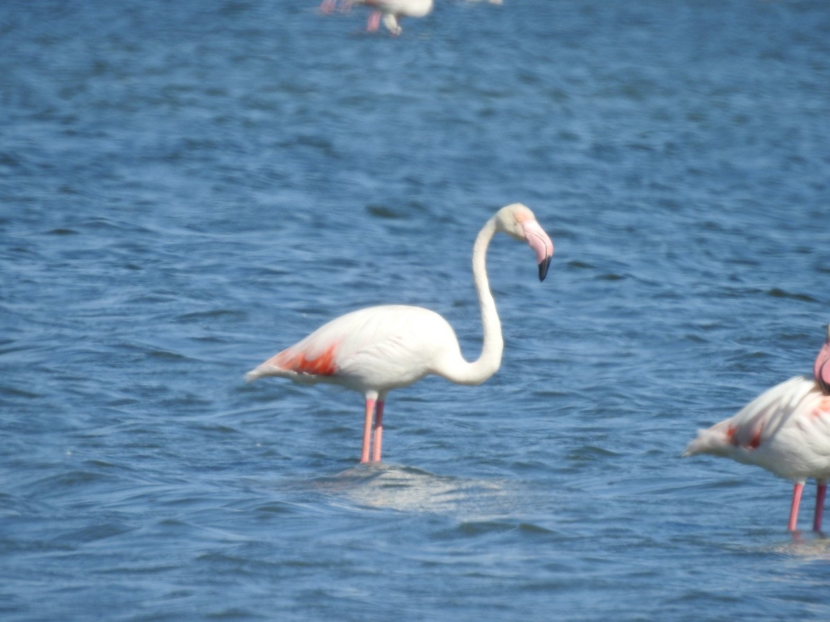 Greater Flamingo - ML592121921