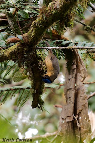 Blue-capped Ifrita - Keith Cowton