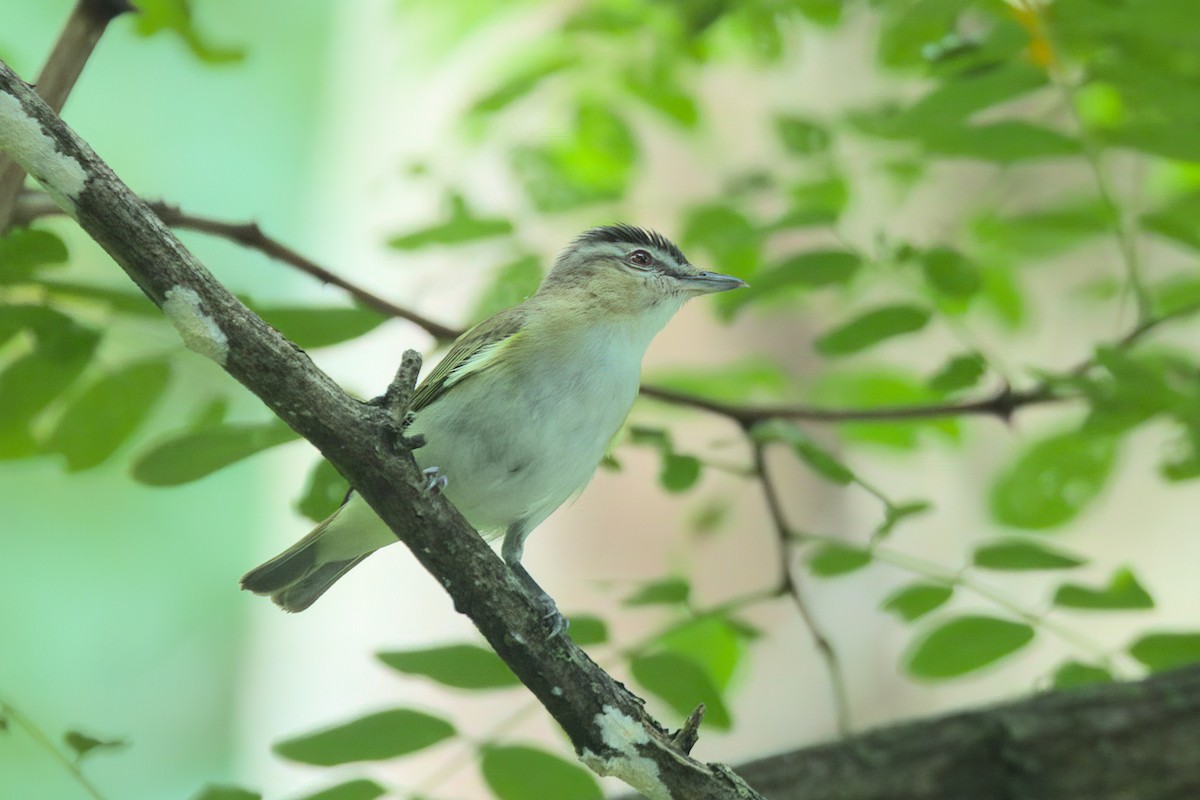 Red-eyed Vireo - ML592122431