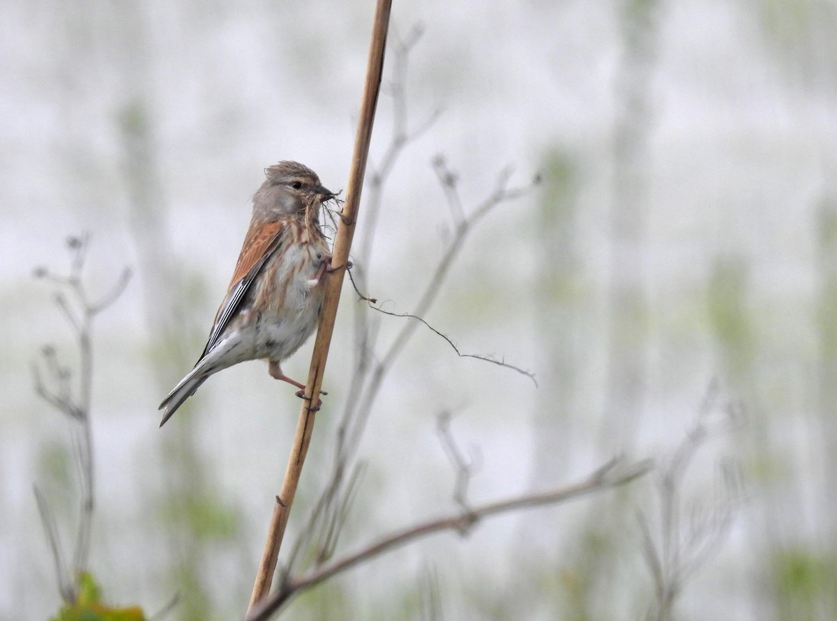 Eurasian Linnet - ML592122841