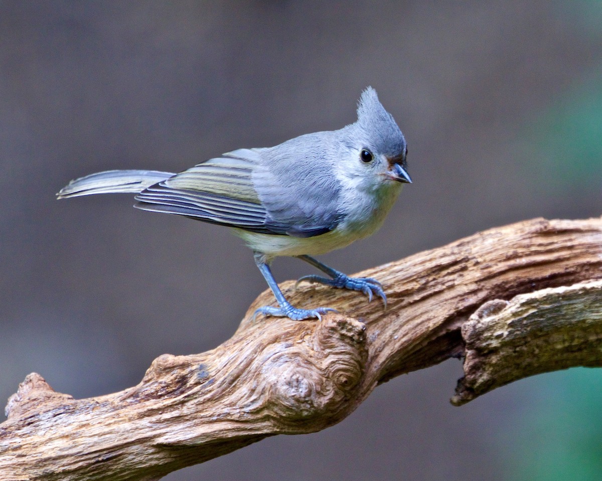 Tufted Titmouse - ML592123431