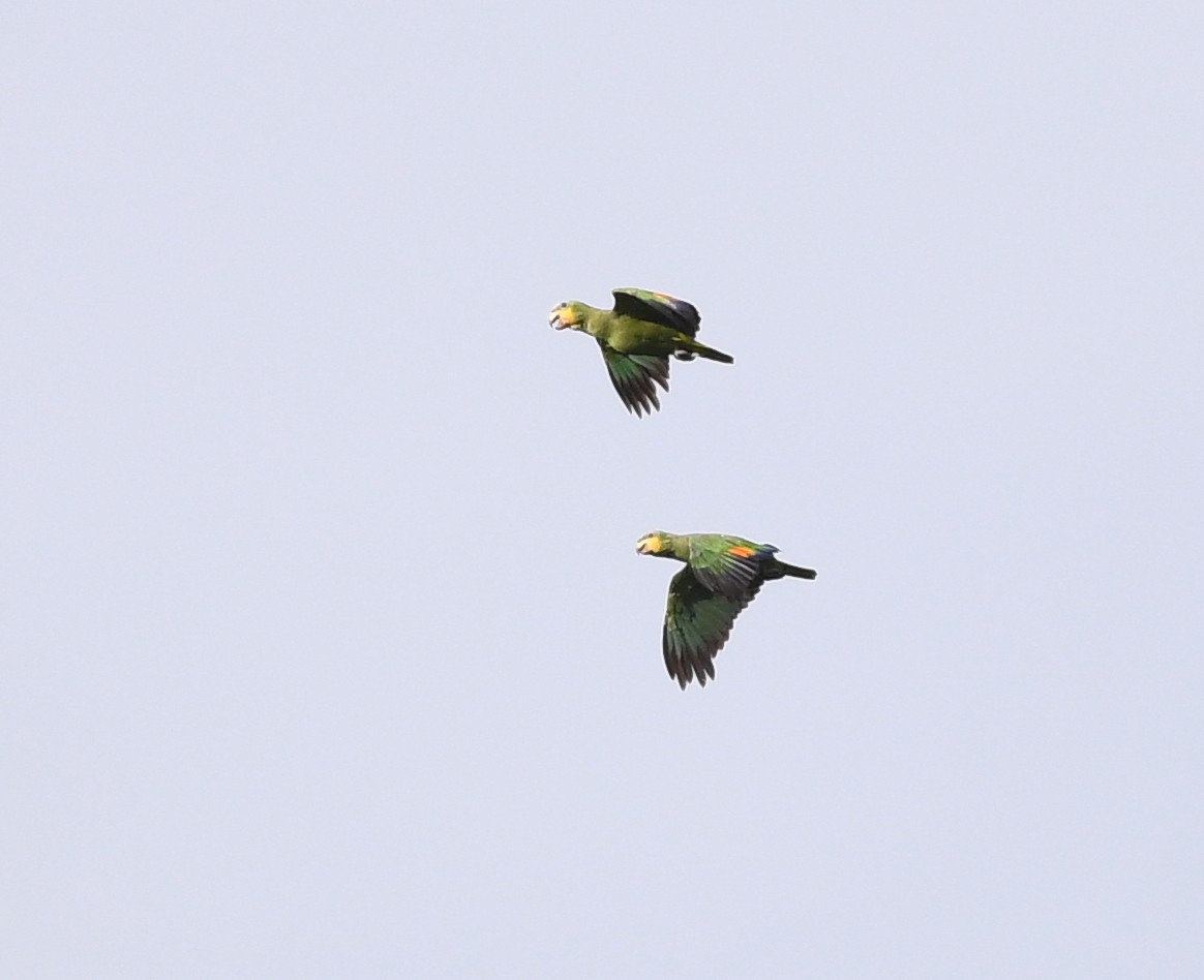 Orange-winged Parrot - ML592124771