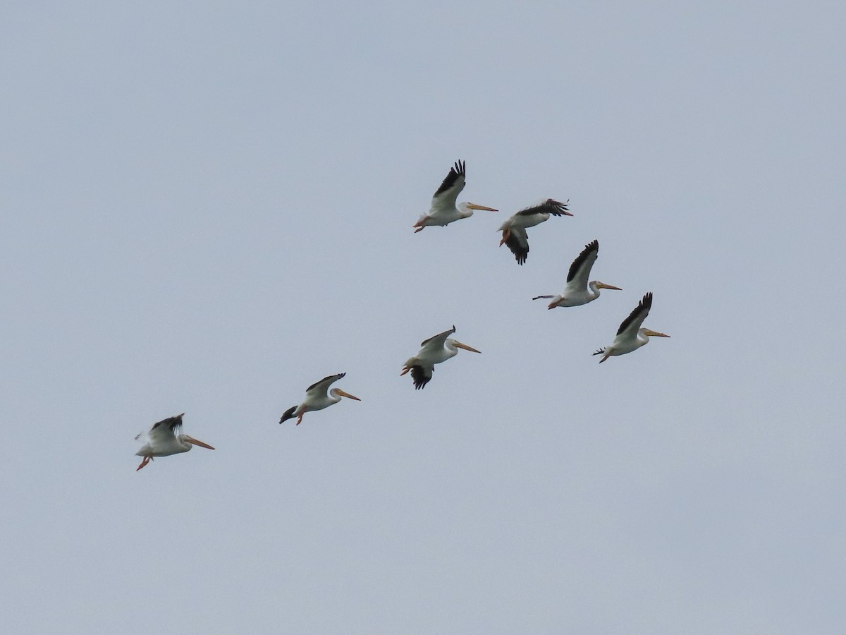 American White Pelican - ML592125841