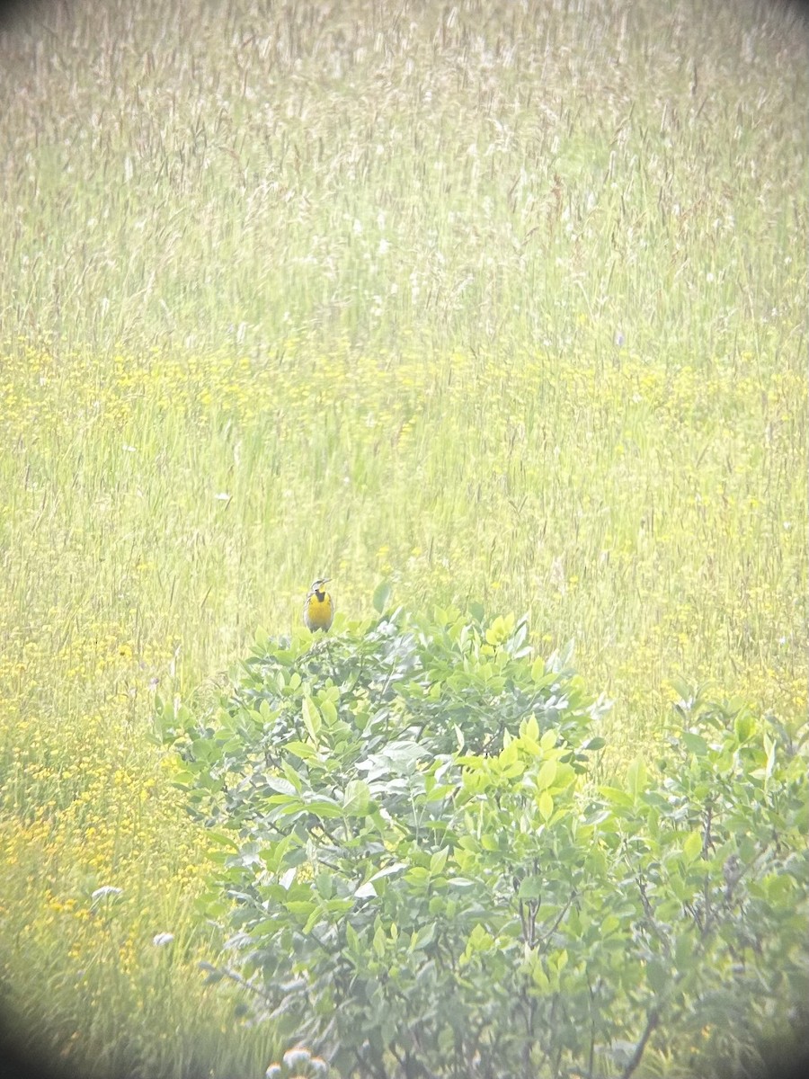 Eastern Meadowlark - ML592126271