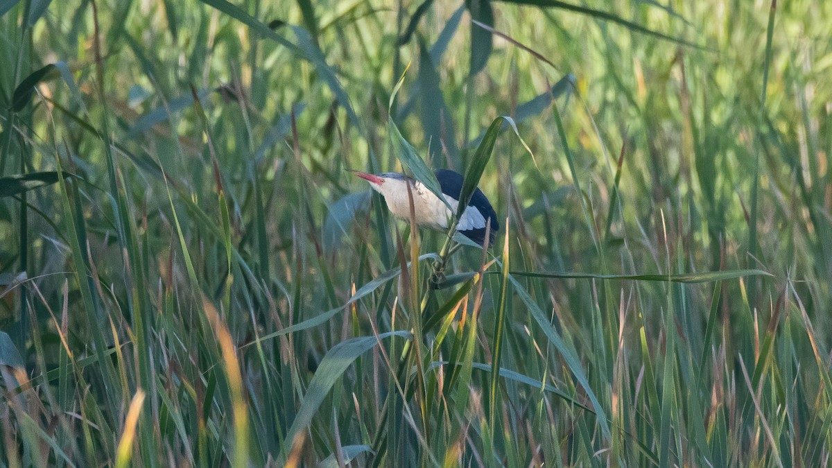 Little Bittern - ML592127091