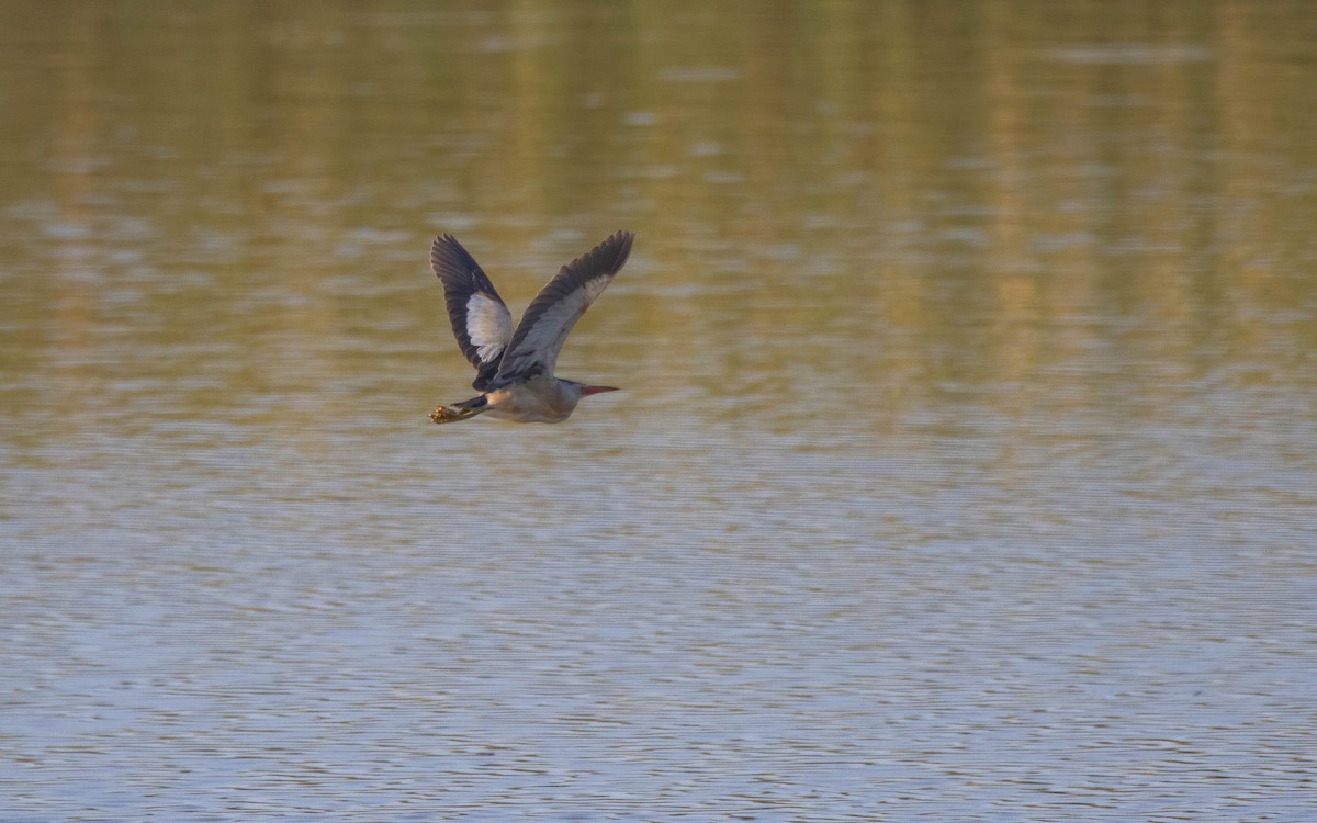 Little Bittern - ML592127101