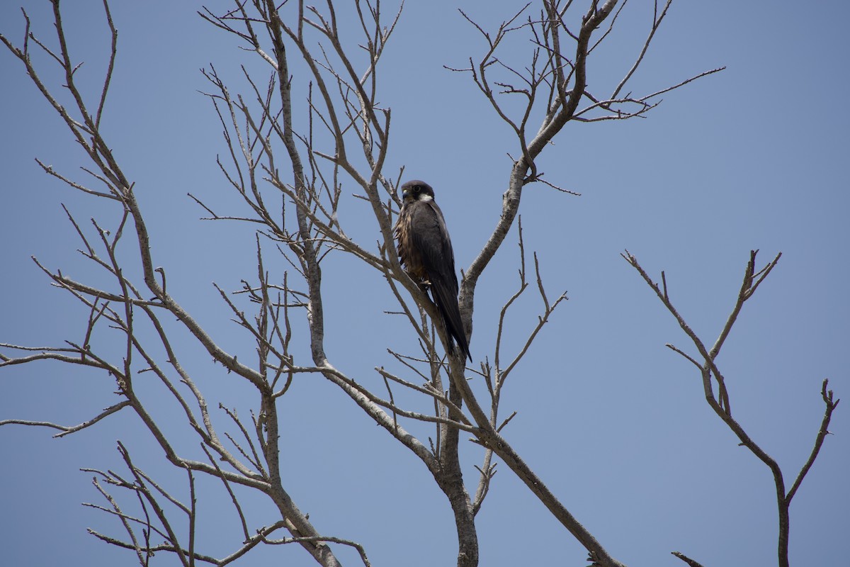 Eleonora's Falcon - ML592128431