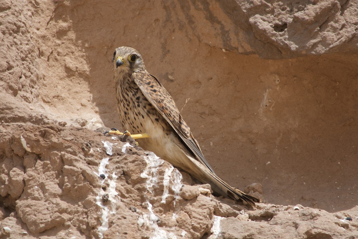 Eurasian Kestrel - ML592129131