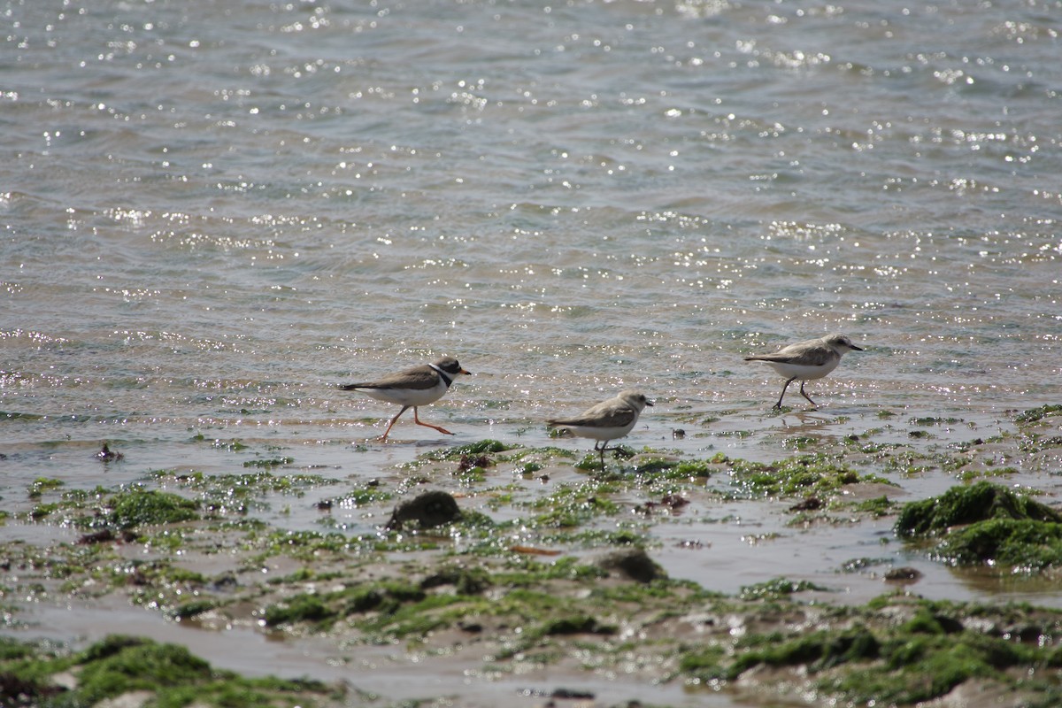 Kentish Plover - ML592129261