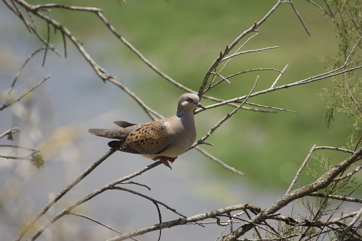 European Turtle-Dove - ML592129481