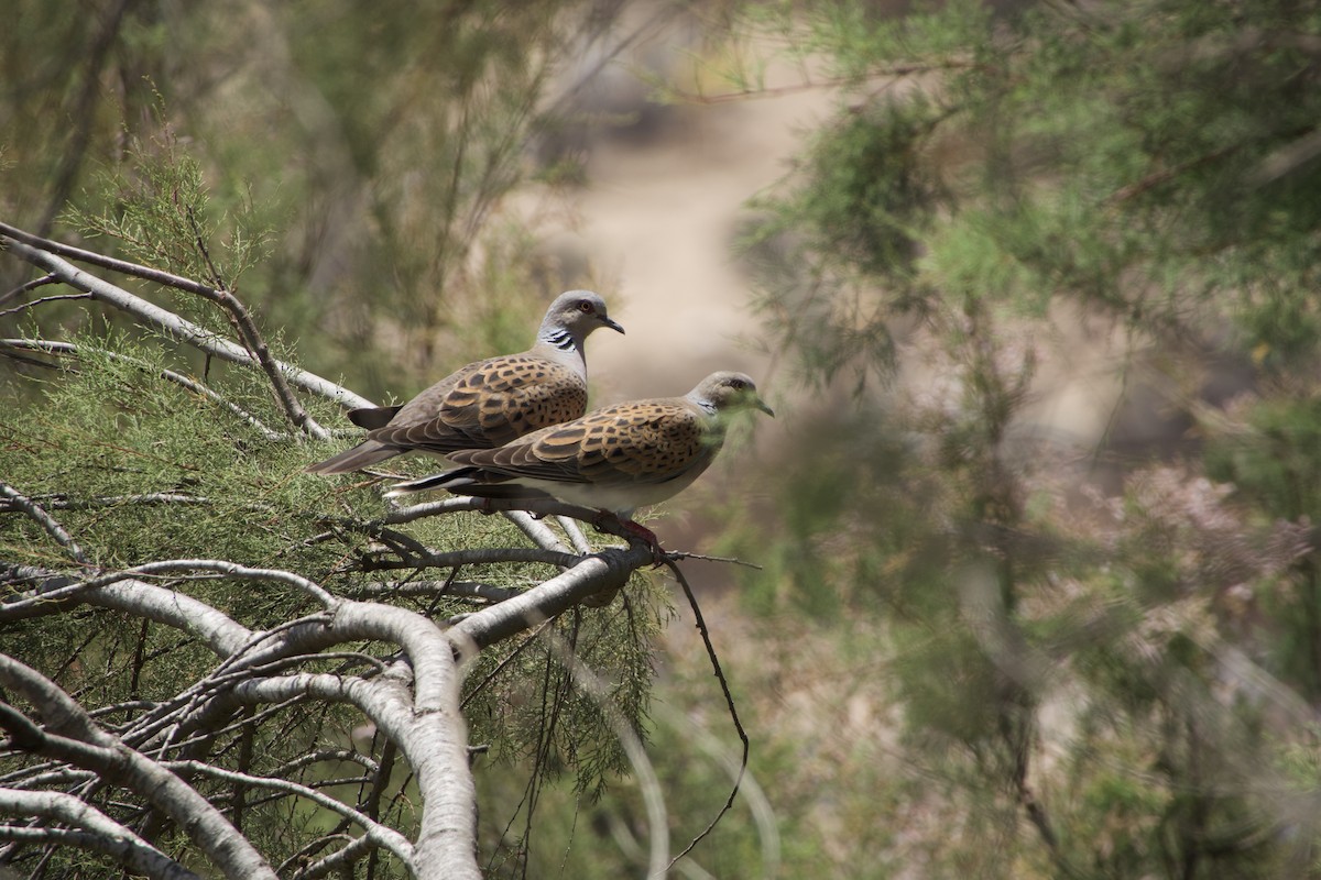 European Turtle-Dove - ML592129491