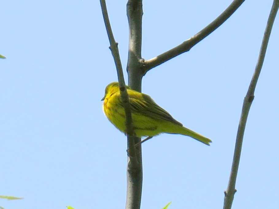 Yellow Warbler - ML592129671