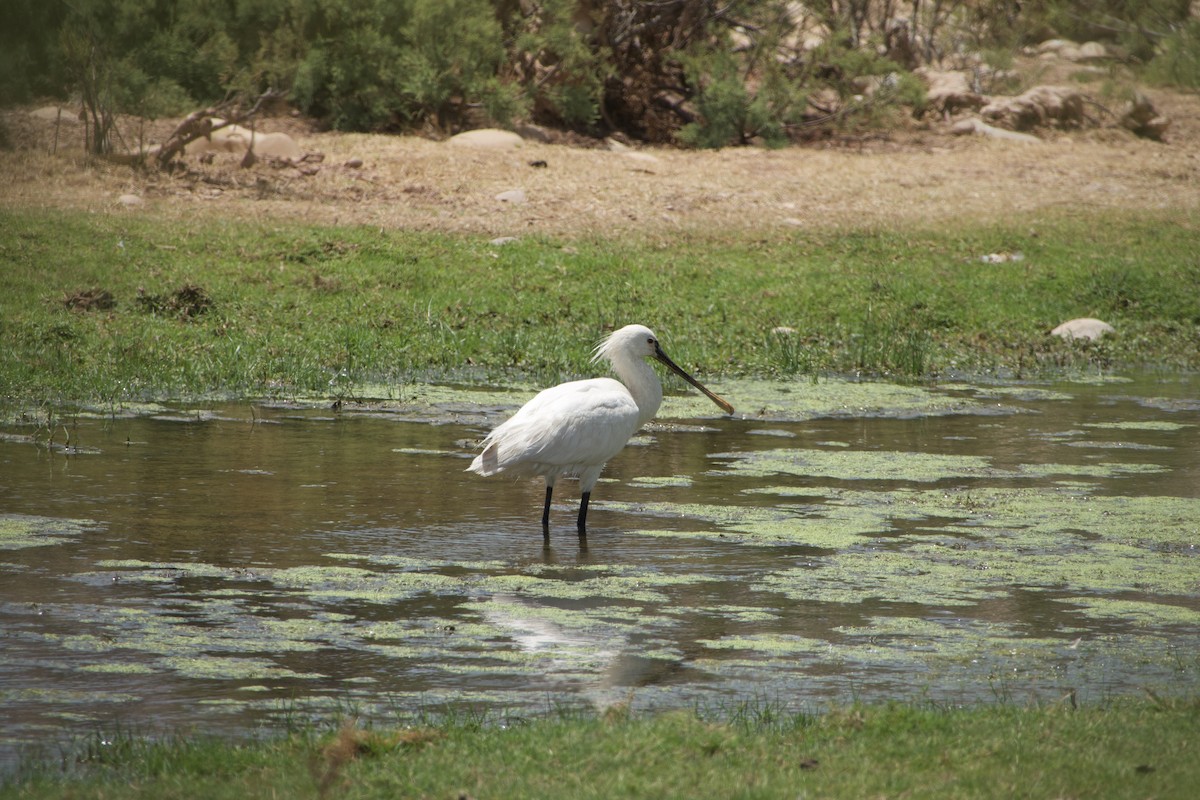 Eurasian Spoonbill - ML592129701