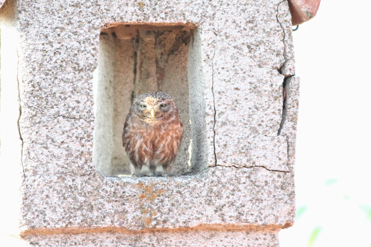 Little Owl - ML592129971