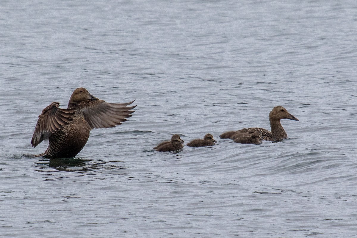 Common Eider - ML592130491